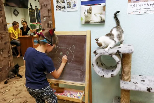 A boy draws at the “Kis-Kis” Cat Cafe in the Siberian city of Krasnoyarsk, Russia, July 6, 2015. (Photo by Ilya Naymushin/Reuters)