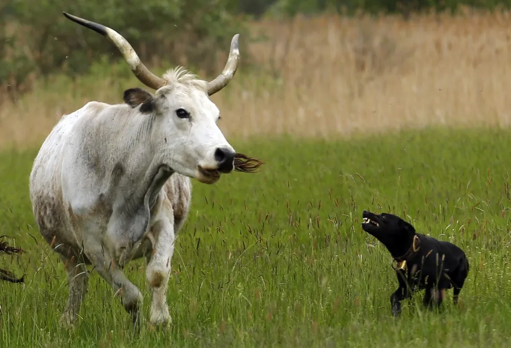 The Week in Pictures: Animals, April 27 – May 2, 2014