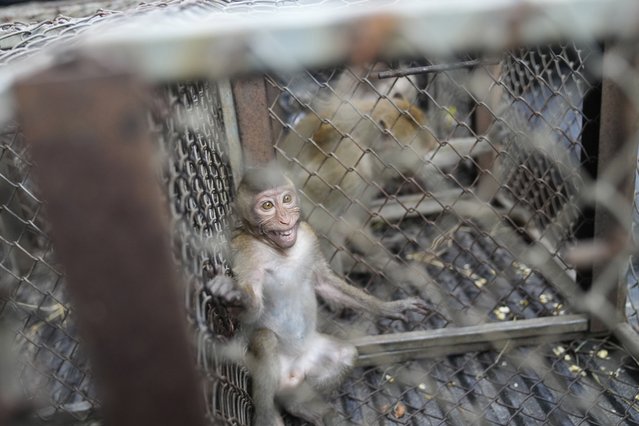 Monkeys are caged on a truck after being trapped in Lopburi Province, north of Bangkok, Thailand, Friday, May 24, 2024. A Thai town, run ragged by its ever-growing population of marauding wild monkeys, began the fight-back, Friday, using trickery and ripe tropical fruit. (Photo by Sakchai Lalit/AP Photo)