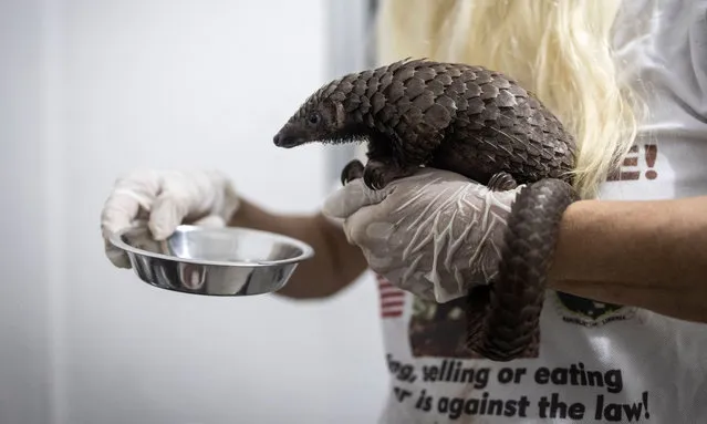 A member of the Libassa Wildlife Sanctuary gives water to a newly received pangolin who was rescued form a hunter on the outskirts of Monrovia on November 19, 2021. Pangolins, scale-covered insect-eating mammals that are typically the size of a full-grown cat, are mostly active at night, snuffling through deadwood for ants and termites The species is under increasing threat worldwide, but remains a delicacy in the impoverished West African country. (Photo by John Wessels/AFP Photo)