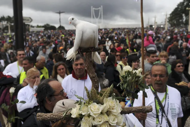 A white dove is tied to a wooden crucifix carried by pilgrims arriving at the Sanctuary of Our Lady of Fatima Friday, May 12, 2017, in Fatima, Portugal. Pope Francis will canonize on Saturday two poor, illiterate shepherd children whose visions of the Virgin Mary 100 years ago marked one of the most important events of the 20th-century Catholic Church. (Photo by Paulo Duarte/AP Photo)