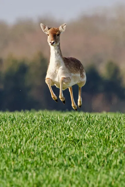 Amateur wildlife photographer Gary Jacobs caught the moment a lone hare scared off an entire herd of deer in April 2022. Gary had been photographing hares in a field near Sixpenny Handley, Dorset when he spotted the deer headed in his direction. But the hare also caught sight of the group and suddenly sat bolt upright sending the silly sikas off to higher ground. (Photo by Gary Jacobs/Bournemouth News)