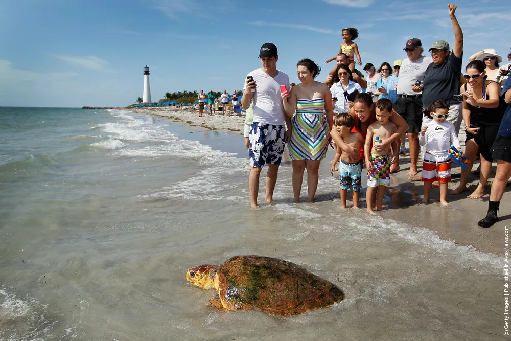 Two Loggerhead Turtles are Returned to the Wild