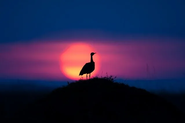 “African Fire”: Black bellied bustard at sunset. (Photo by Paul Goldstein/Rex Features)