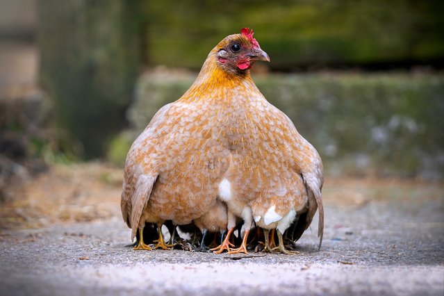 Mother hen chicken with cute tiny baby chicks all protected beneath her wings keeping warm outdoors only their 12 legs visible poking out the bottom outside. (Photo by Matthew Troke/iStockphoto via Getty Images)