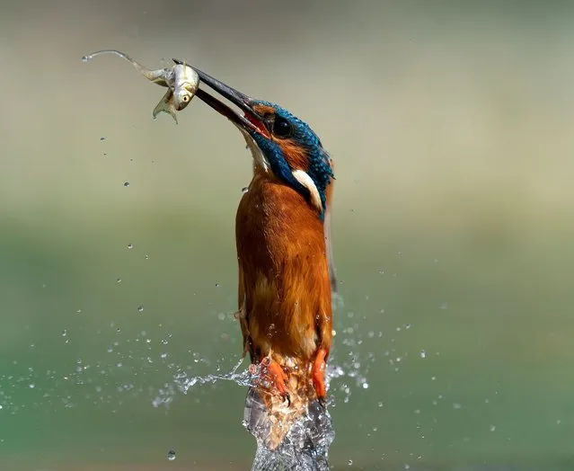 A bright blue kingfisher tosses a fish in its beak  on Thursday, May 12, 2022 in Lincolnshire, East Midlands of England. (Photo by Dave Newman/South West News Service)