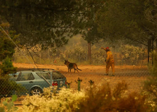 A firefighter rescues a dog for its owner as a fast approaching wildfire burns near Potrero, California, U.S. June 20, 2016. (Photo by Mike Blake/Reuters)