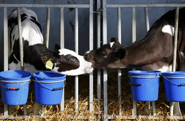 Calves suckle after feeding at Beacon Farm near Birmingham, Britain August 11, 2015. British farmers warned on Monday they were facing financial ruin with falls in the price of milk forcing many out of work and spurring others to blockade distribution centres and walk cows through supermarkets. Farming unions from across the country were meeting in London to urge the government to provide more help for an industry that has seen a 25 percent year-on-year drop in the amount farmers are paid for milk. (Photo by Darren Staples/Reuters)