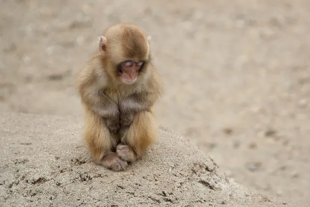 Sleeping Baby Macaque