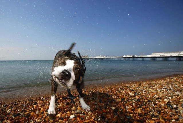 Tosta, a Staffordshire bull terrier cross, shakes off water after a swim in the sea during the hot summer day by Brighton pier in southern England July 23, 2014. (Photo by Luke MacGregor/Reuters)