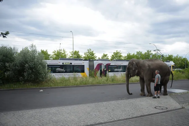 Elephant Maja of Circus Bush on his daily walk with Circus ringmaster Hardy Scholl on Berlin streets in Berlin, Germany June 30, 2016. (Photo by Stefanie Loos/Reuters)