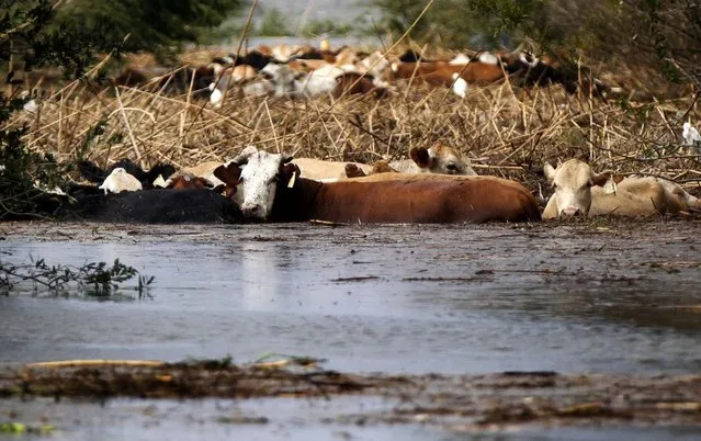 Cows are stranded in floodwater in Plaquemines Parish on Thursday. (Photo by Gerald Herbert/Associated Press)