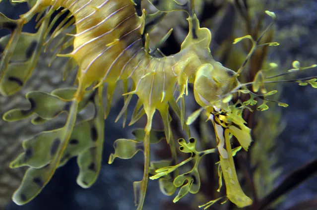 Leafy sea dragon