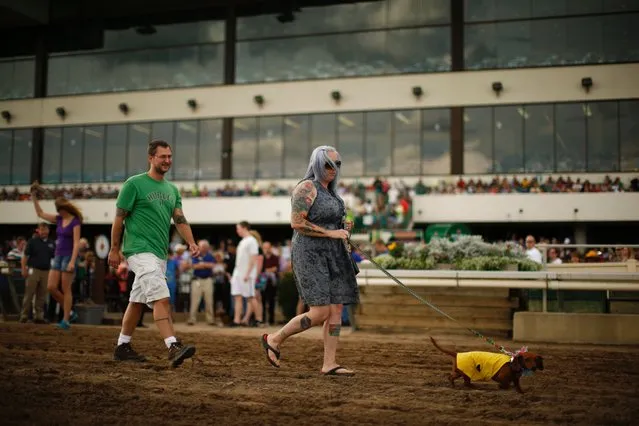 Jaquelyn and Josh Miller walk their dog, Muffin, onto the track for the Championship heat, September 1, 2014, at Canterbury Park, in Shakopee, Minn. (Photo by Jeff Wheeler/AP Photo/The Star Tribune)