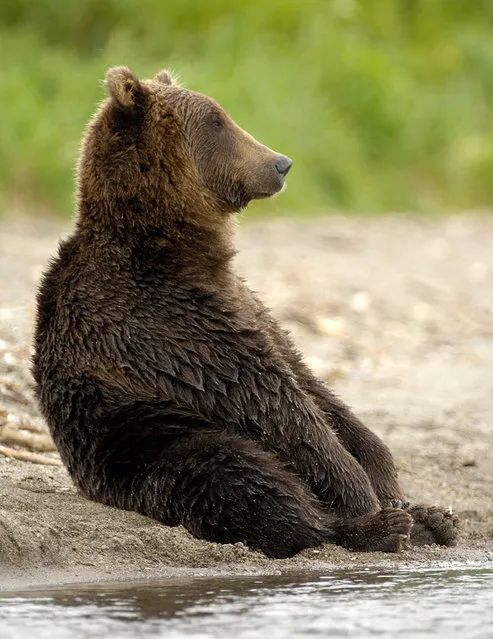 South Kamchatka Sanctuary/n. A bear rests after a meal of sockeye on the bank of Kuril Lake<><> Ursus arctos; South Kamchatka Sanctuary; Kamchatka; bear