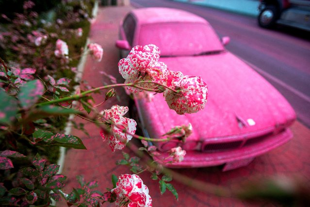 Flowers and a car are covered by fire retardant as the Palisades Fire, one of simultaneous blazes that have ripped across Los Angeles County, burns at the Mandeville Canyon, a neighborhood of Los Angeles, California, U.S. January 11, 2025. (Photo by Ringo Chiu/Reuters)