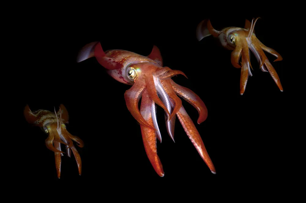 The Beauty of the Red Sea Squid