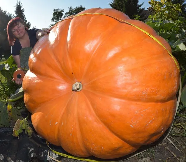 Hobby gardener Silvia Manteuffel measures the circumference of her giant pumpkin in Fuerstenwalde, Germany, 18 September 2014. This is her first attempt at growing pumkins. She hoped for a 100 kg pumpkin, but hers weighs 260 kg. The pumpkin, which has already spread to half her garden, receives between 500 and 1,000 liters of water a day. It still has some time to grow, before it is harvested and exhibited at a hardware store.  (Photo by Patrick Pleul/EPA)