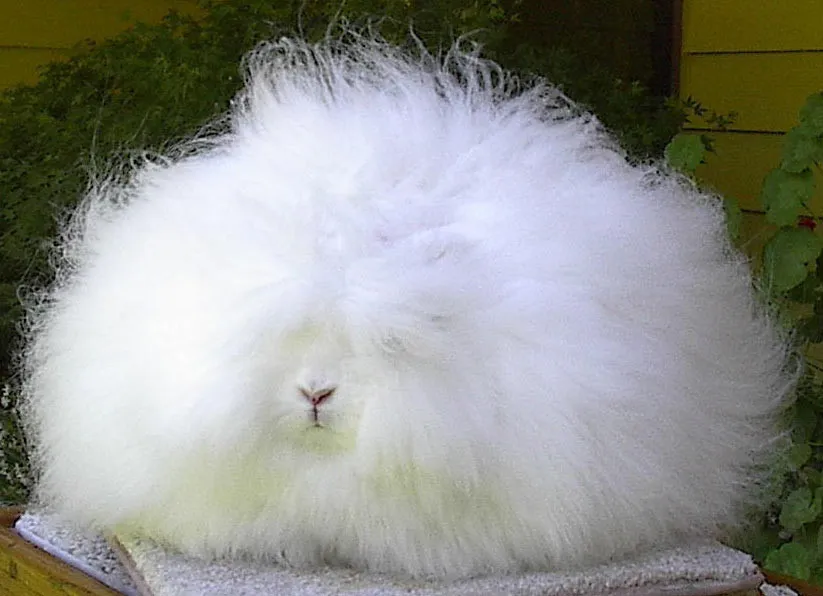 Angora Rabbit