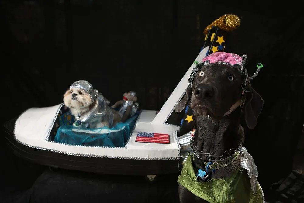 Dogs Dress Up For Annual Tompkins Square Park Halloween Parade
