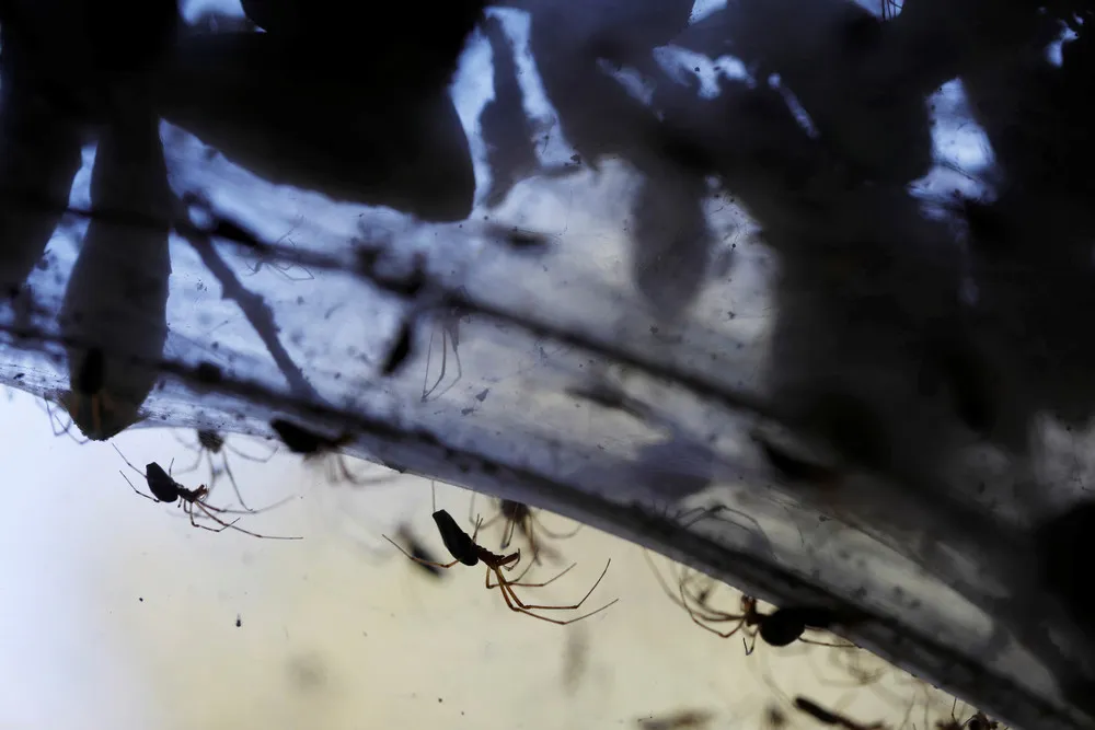 Giant Jerusalem's Cobwebs