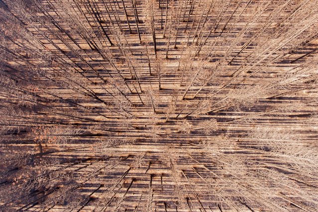 Aerial view of burned trees in the mountains of Mallin Ahogado near to El Bolson, in the Patagonian province of Rio Negro, Argentina, on February 9, 2025. Bushfires that have been burning in Argentine Patagonia since December, have covered more than 25,000 hectares according to official reports. (Photo by Martin Levicoy/AFP Photo)