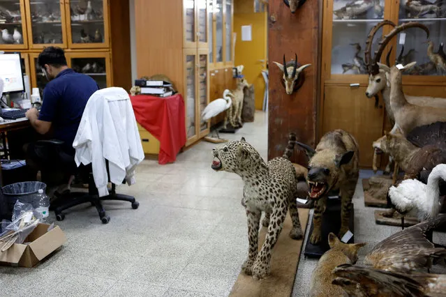 Taxidermied animals are seen as Asaf, a collection manager works at Tel Aviv University's Zoological centre, whose collection will be housed at the Steinhardt Museum of Natural History, a new Israeli natural history museum set to open next year in Tel Aviv, Israel June 8, 2016. (Photo by Nir Elias/Reuters)