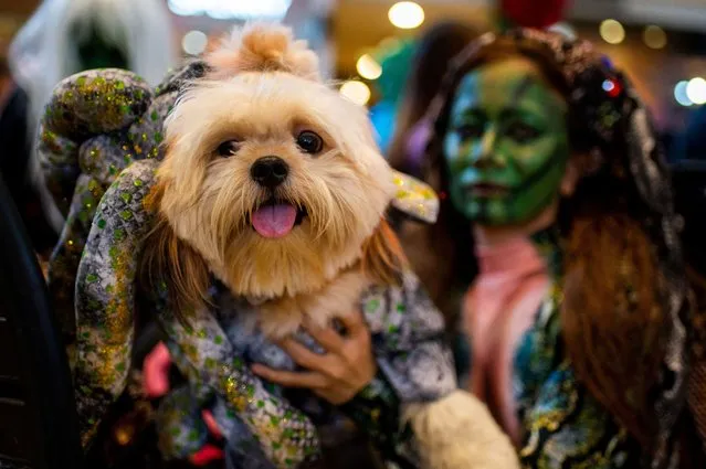 A woman holds her dog dressed during a halloween pet costume competition, in Quezon City, Metro Manila, Philippines on October 30, 2022. (Photo by Lisa Marie David/Reuters)