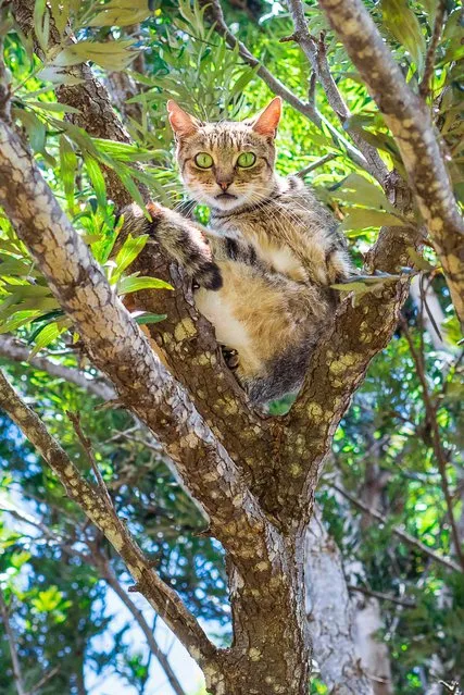 A kitty looks suprised to have its picture taken whilst chilling in a tree at the shade at the Lanai Cat Sanctuary in Hawaii. (Photo by Andrew Marttila/Caters News Agency)