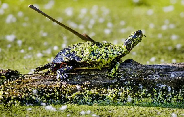 A painted turtle sits on a log at Tommy Thompson Park located on a man-made peninsula known as the Leslie Street Spit, in Toronto June 24, 2015. (Photo by Mark Blinch/Reuters)