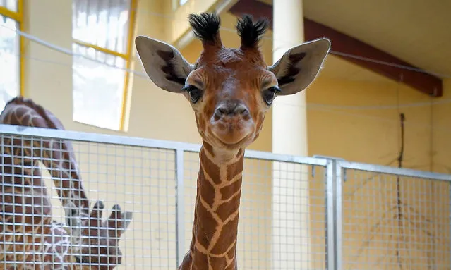 A two-week old reticulated giraffe baby (Giraffa camelopardalis reticulata), yet unnamed, stands in its enclosure as it is shown to the public for the first time in the Zoo of Debrecen, 221 kms east of Budapest, Hungary, 07 December 2017. (Photo by Zsolt Czegledi/EPA/EFE)