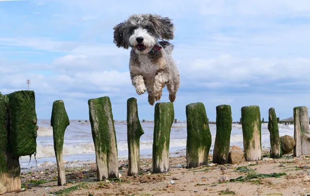 Cookie the cockapoo dog is enjoying herself on the beach by jumping over a sea defence as the sun shines at Heacham, West Norfolk, England on July 14, 2020. (Photo by Paul Marriott/Rex Features/Shutterstock)