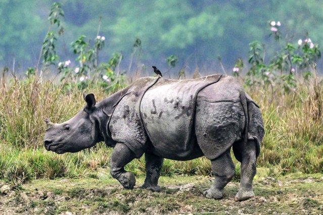 An Indian one-horned rhinoceros grazes on a dry wetland at the Pobitora Wildlife Sanctuary on the southern bank of the Brahmaputra River in Morigaon district of India's Assam state on April 4, 2025. (Photo by Biju Boro/AFP Photo)