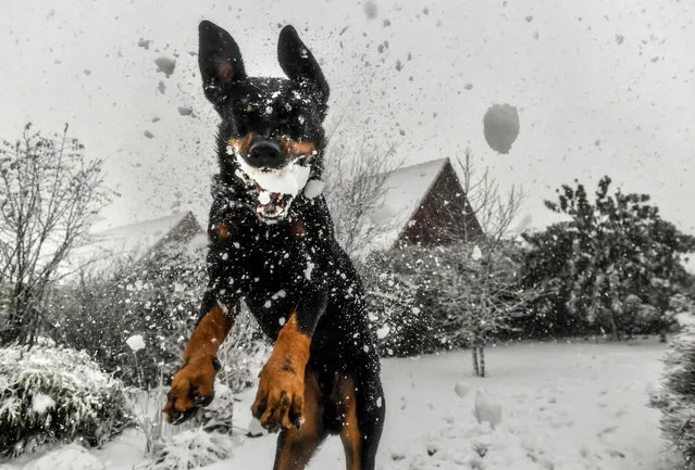 A dog jumps to catch a snowball in Godewaersvelde on December 11, 2017 In France, 32 departments were placed on orange alert with winds of more than 100 kilometres forecast in some areas. In the northern Pas- de- Calais and Nord regions, some 20,000 homes were without electricity due to gale- force winds which affected supply, power provider Enedis said. (Photo by Philippe Huguen/AFP Photo)