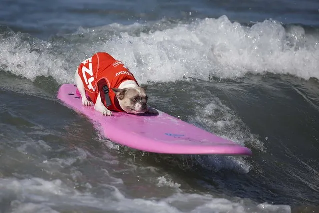 A dog surfs during the Surf City Surf Dog Contest in Huntington Beach, California September 27, 2015. (Photo by Lucy Nicholson/Reuters)