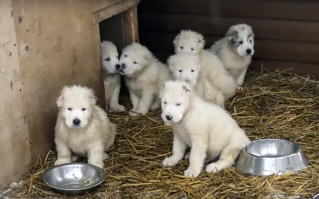 In this photo made from the footage taken from Russian Defense Ministry official web site on Tuesday, January 2, 2018 shows a frame grab from a New Year greeting video with puppies who are raised and trained at a dog breeding center in Knyazhevo, 103 kilometers (64 miles) north of Moscow, Russia. (Photo by AP Photo/Russian Defense Ministry Press Service)