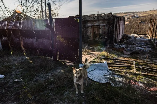 This photograph taken on December 20, 2022, shows a dog standing in front of a destroyed house in the village of Bohorodychne, eastern Ukraine. Bohorodychne is a village in Donetsk region that came under heavy attack by Russian forces in June 2022, during the Russian invasion of Ukraine. On August 17, 2022 the Russian forces captured the village. The Armed Forces of Ukraine announced on September 12, 2022 that they took back the control over the village. A few resident came back to restore their destroyed houses and live in the village. (Photo by Sameer Al-Doumy/AFP Photo)