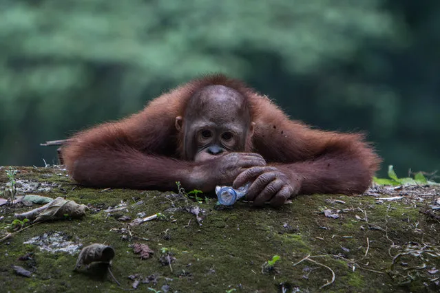 Orangutan eating plastic bottle at Zoo on January 03, 2018 in Jakarta, Indonesia. Many people come to the zoo and throw their food and drink into animal cages because of lack of awareness of animal protection. (Photo by Afriadi Hikmal/Barcroft Images)