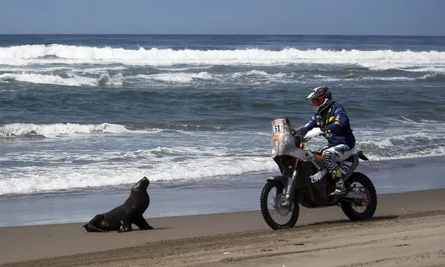 Dutch driver Hans Jos Liefhebber on his KTM drives next to a seal during the fifth stage of the 2018 Dakar Rally, between San Juan de Marcona and Arequipa, on the beach of Puerto Lomas, Peru, 10 January 2018. The 2018 Dakar says goodbye to the dunes with its fifth and final stage over the Peruvian desert and begins to take height as it enters the Andean mountain range, heading for Bolivia. (Photo by David Fernandez/EPA/EFE)