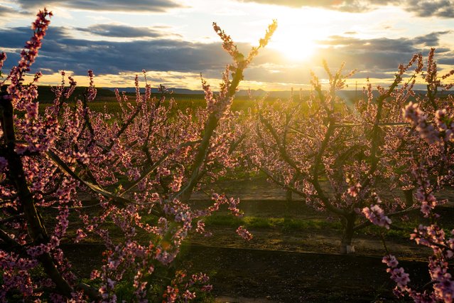 Rows of blossoming peach trees line the fields of Aitona, in the province of Lleida, north eastern Spain, on March 22, 2025. Every year in March the thousands of hectares of blossoming peach trees create a sort of nature tourism with hundreds of people visiting the area to take in the colorful blossoms. (Photo by Josep Lago/AFP Photo)