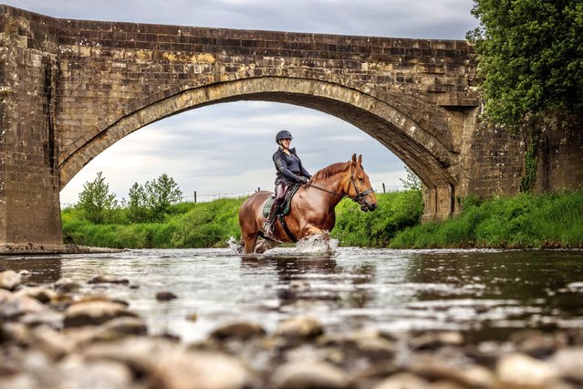 Broomfield Samson, a rare breed Suffolk punch, and his rider, Alison Carroll, cool off in the River Lune at Loyne Bridge near Gressingham in Lancashire, UK on May 21, 2024. (Photo by James Glossop/ The Times & Sunday Times)