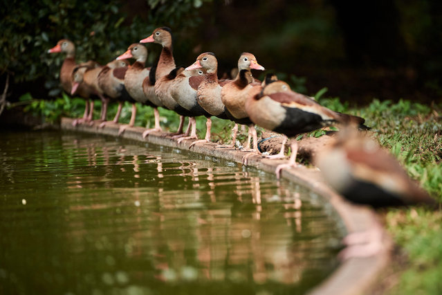 Ducks line up by the lake at the Luiz de Queiroz college of agriculture, University of São Paulo, Brazil in the first decade of July 2025. (Photo by Zuma Press Wire/Alamy Live News)