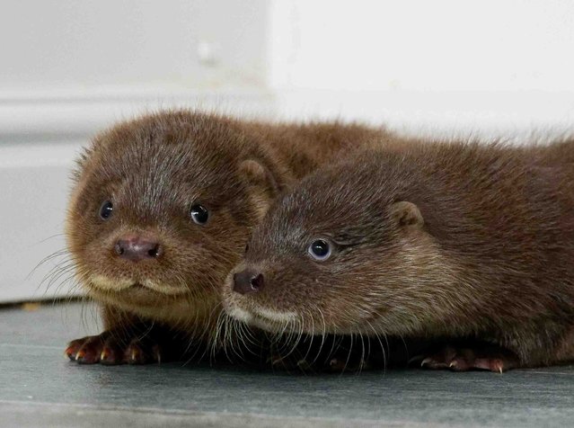 A rescued otter cub named Mingo is receiving specialist care after being found in July 2025 in the flamingo habitat at Colchester Zoo, far from where he should have been. He is being raised with two other cubs at the UK Wild Otter Trust’s centre in Devon, UK. (Photo by UK Wild Otter Trust/Cover Images)