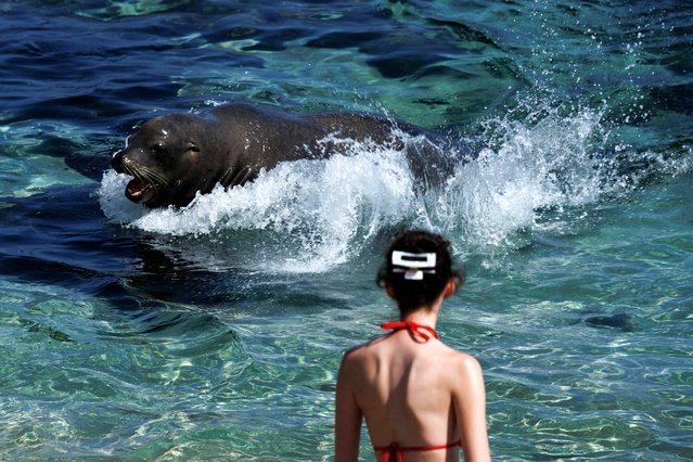 A woman walks into the ocean as a sea lion makes its way to the beach in the La Jolla neighborhood of San Diego, California, on September 3, 2025. (Photo by Mike Blake/Reuters)