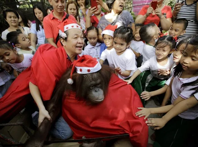 School children touch an orangutan named “Pacquiao” as zoo owner Manny Tangco gives them a tour ahead of next week's Christmas celebration Thursday, December 18, 2014 in suburban Malabon city, north of Manila, Philippines. (Photo by Bullit Marquez/AP Photo)