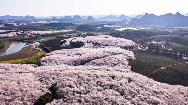 This aerial photo taken on March 21, 2023 shows blooming cherry blossoms at a cherry garden in Guian New Area, southwest China's Guizhou Province. A cherry garden of the Guian New Area, covering an area of 24,000 mu (about 1,600 hectares), has attracted a large flow of tourists during the blooming season of cherry blossoms. (Photo by Xinhua News Agency/Rex Features/Shutterstock)