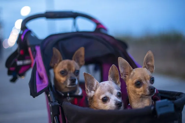 Three chihuahuas service dogs wearing matching coats watch their owner from a stroller on November 27, 2020 in Rehoboth Beach, Delaware. Due to the coronavirus (COVID-19) pandemic, face masks are required on the boardwalk and strongly recommended on the beach. (Photo by Mark Makela/Getty Images)