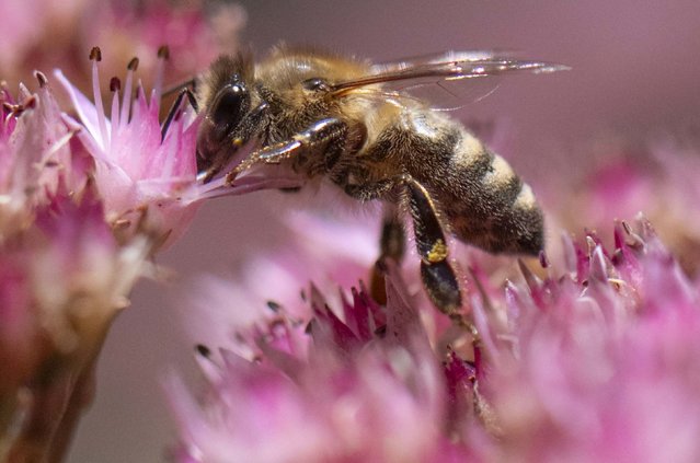 A bee searches for nectar on a flower in Frankfurt am Main, Germany, on Friday, September 19, 2025. (Photo by Boris Roessler/dpa/picture alliance/Getty Images)