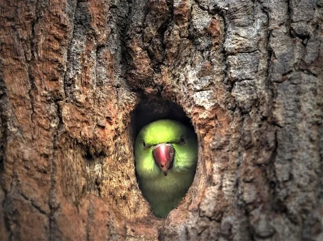 A parakeet peeping out of its nest hole in Bushy Park, Richmond, United Kingdom on March 28, 2023. (Photo by Victor Soares/Media Drum Images)