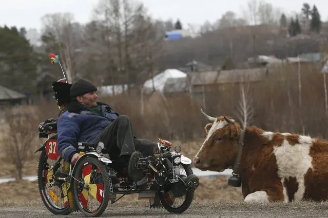 Local resident Alexey Seryogin, 50, rides a three-wheeled velomobile which he made himself on his own design, past a cow in the Siberian village of Balakhta, in Krasnoyarsk region, Russia April 22, 2018. (Photo by Ilya Naymushin/Reuters)